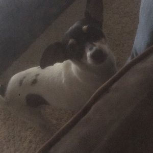 Meet your Posher, Mia